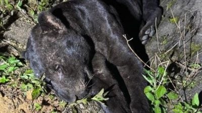 深夜横越大道 黑豹遭四驱车撞死