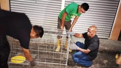 向县议会学设捕狗笼   百乐毛孩之家落实TNR