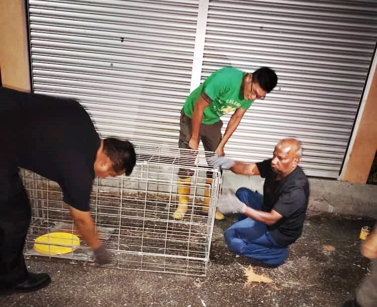 东:百乐毛孩之家向县议会学捕狗以落实TNR