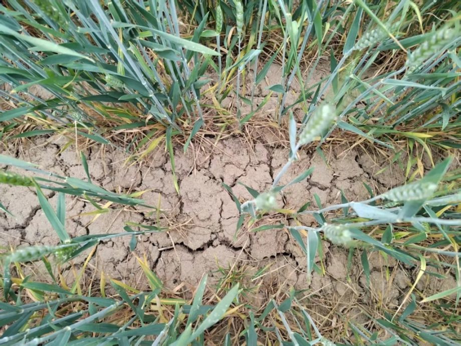 中国多地旱情冲击小麦生产 陕西64年最“渴”