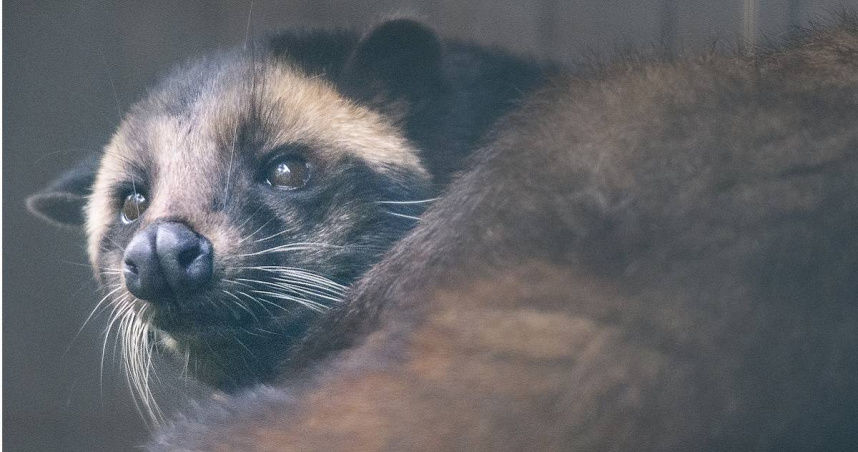 价值30万!爸妈送女儿“百只麝香猫”当嫁妆 还有黄金、房产