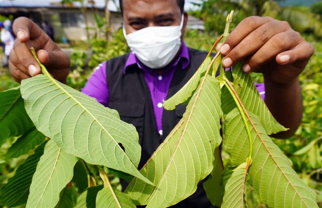 价格近百令吉暴跌至3令吉，哥冬叶走私路线转南下
