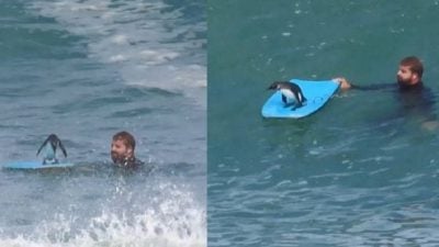 企鹅抢站冲浪板霸气冲浪！教练笑翻：工作20年头一遭遇见