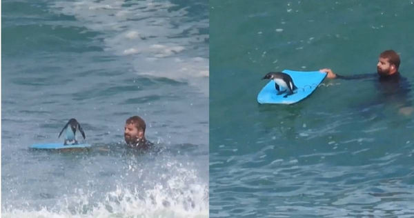 企鹅抢站冲浪板霸气冲浪！教练笑翻：工作20年头一遭遇见