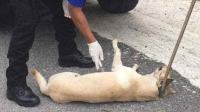 解决流浪狗问题 捕杀非唯一方案 受访者：TNR计划要长期方能见成效