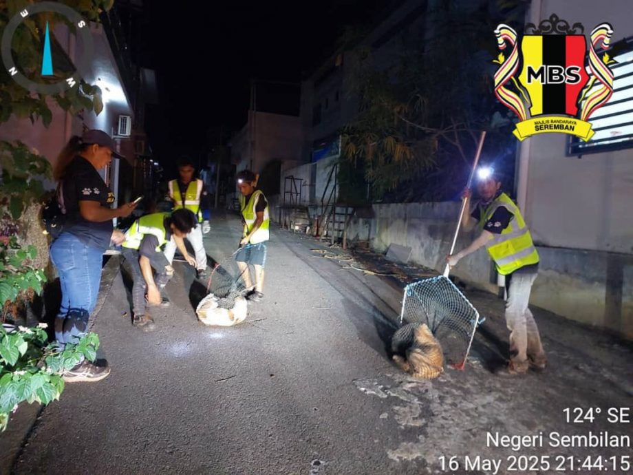 供星洲网:森州“灭狗”令仍未通过,目前仍是“捕抓结扎”!李凯业:行动党10名市议员集体反对灭狗政策