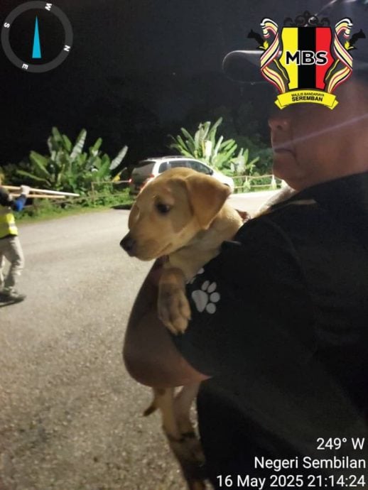 供星洲网:森州“灭狗”令仍未通过,目前仍是“捕抓结扎”!李凯业:行动党10名市议员集体反对灭狗政策