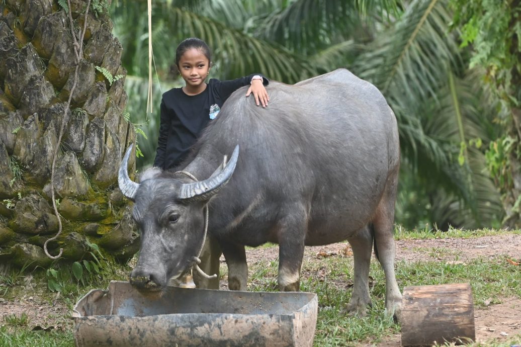 供星洲网:自小亲近疼爱帮洗澡 11岁女孩与一头母牛成“挚友”