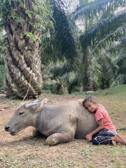供星洲网:自小亲近疼爱帮洗澡 11岁女孩与一头母牛成“挚友”