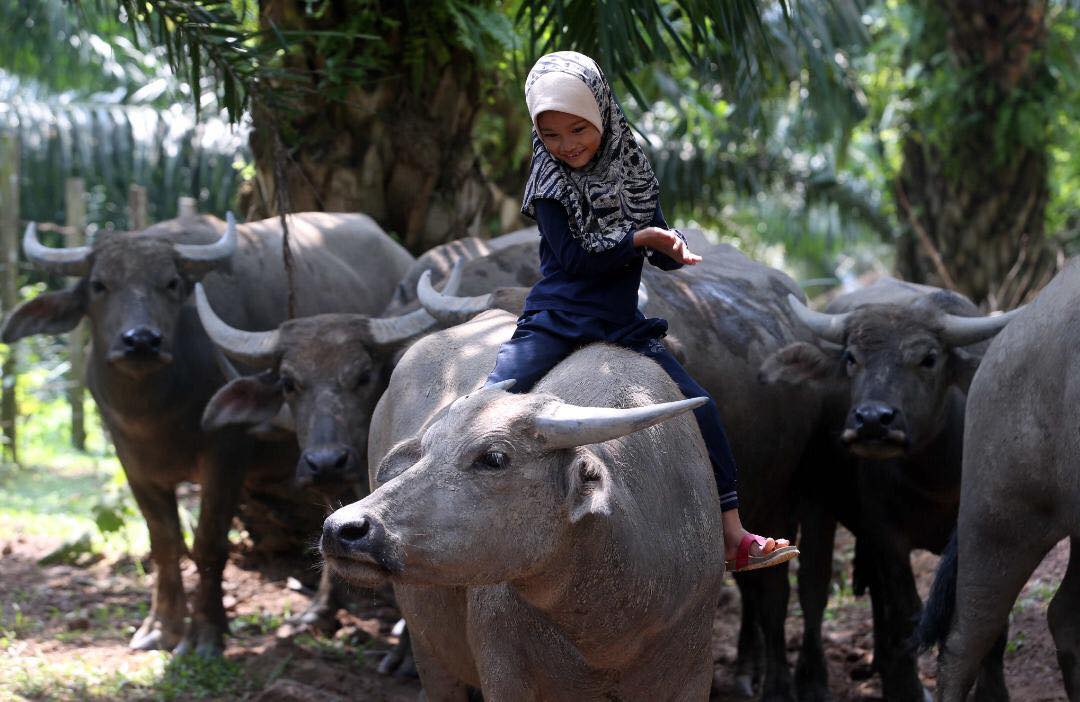 供星洲网:自小亲近疼爱帮洗澡 11岁女孩与一头母牛成“挚友”