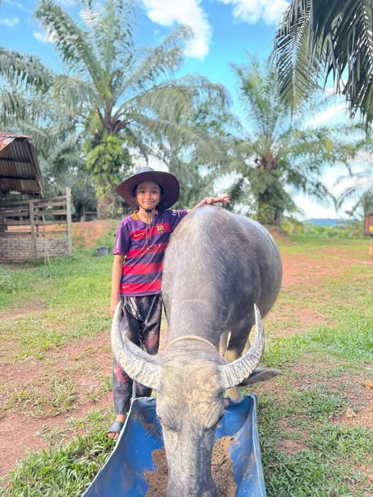 供星洲网:自小亲近疼爱帮洗澡 11岁女孩与一头母牛成“挚友”