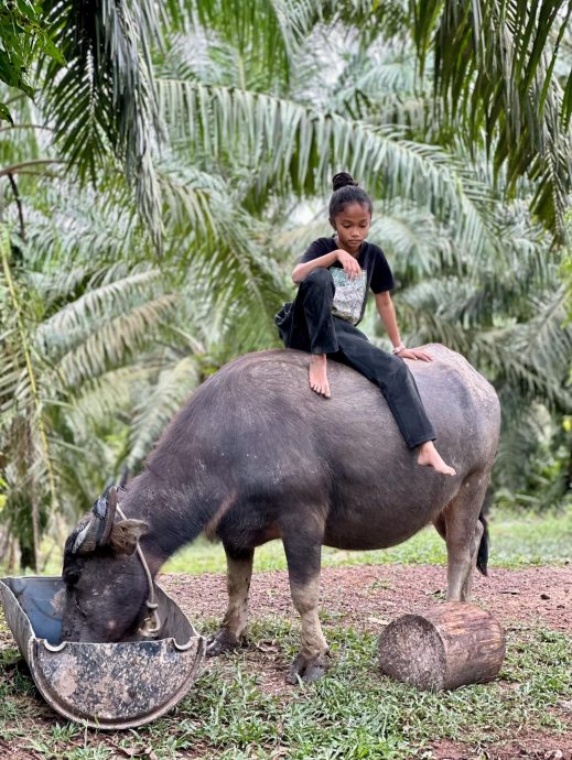 供星洲网:自小亲近疼爱帮洗澡 11岁女孩与一头母牛成“挚友”