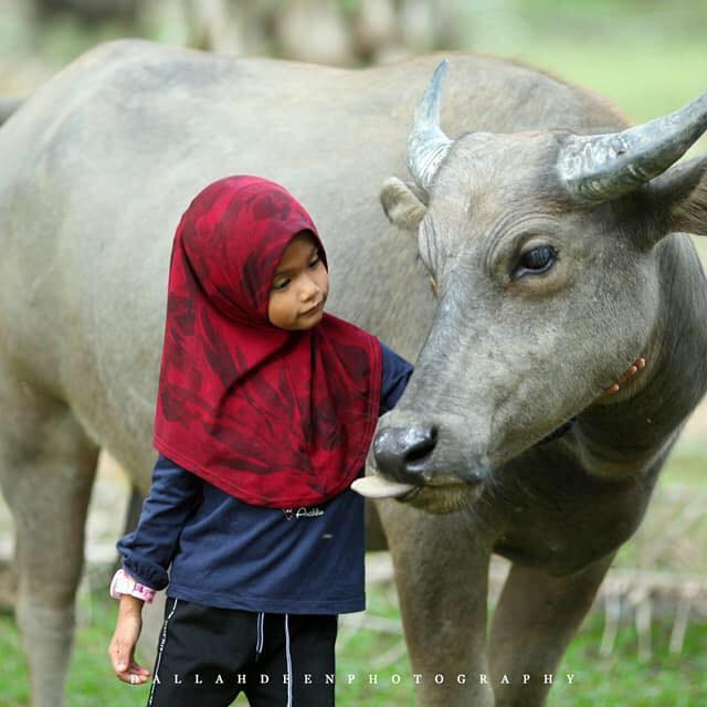 供星洲网:自小亲近疼爱帮洗澡 11岁女孩与一头母牛成“挚友”
