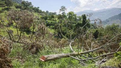 劳勿1万公顷非法榴梿种植地 彭苏丹震惊要求加强执法