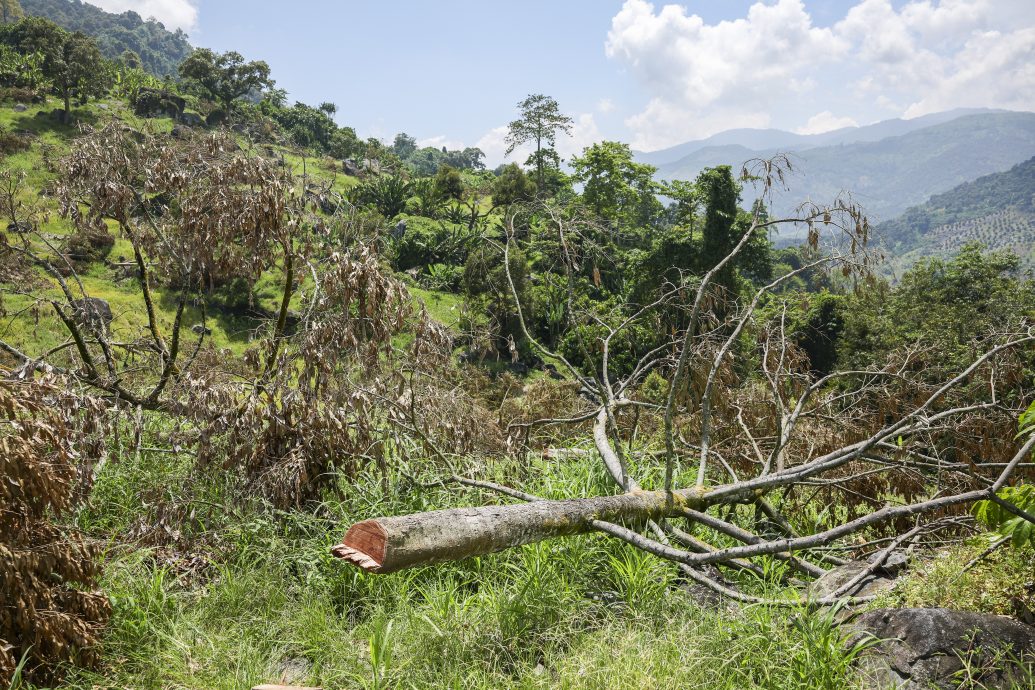 全国版:（已签发): 彭亨州苏丹阿都拉御令彻底解决非法芭问题。