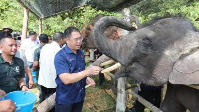 行驶途中遇野象该怎么办？林添顺授招应对