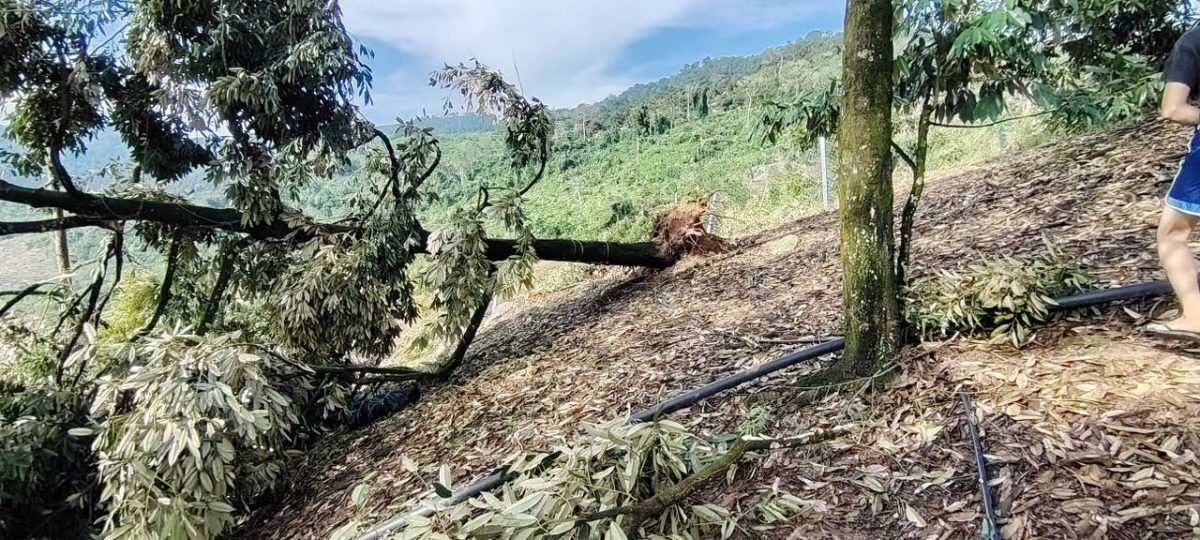 劳勿双溪兰祸不单行，风灾摧毁百余棵榴梿树