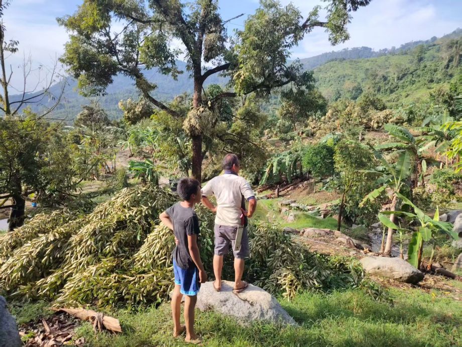 劳勿双溪兰祸不单行，风灾摧毁百余棵榴梿树