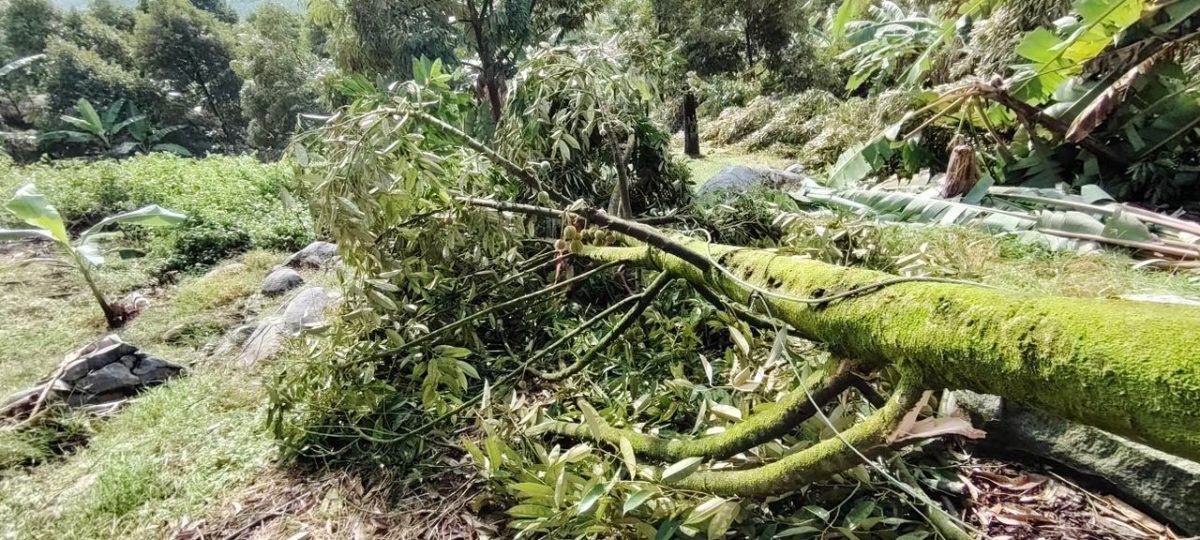 劳勿双溪兰祸不单行，风灾摧毁百余棵榴梿树