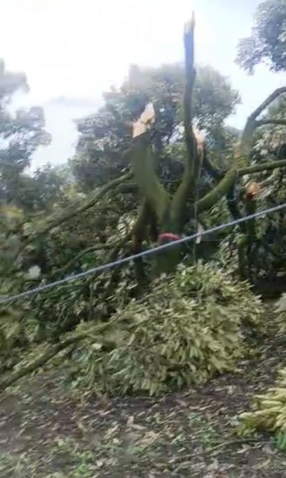 劳勿双溪兰祸不单行，风灾摧毁百余棵榴梿树