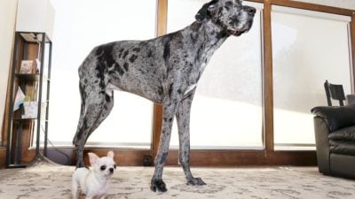 全球最高狗邂逅最迷你犬 体型悬殊萌爆全网