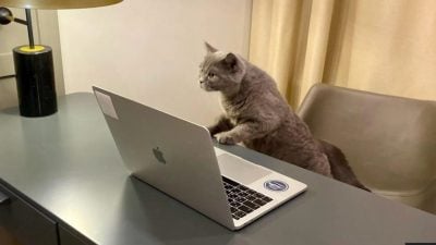 全球猫奴请看！英公司聘“主子助理” 月薪近RM10万！