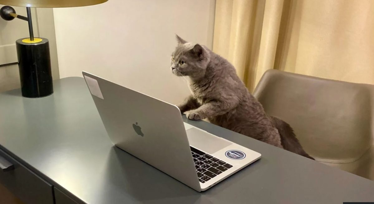 全球猫奴请看！英公司聘“主子助理” 月薪近RM10万！