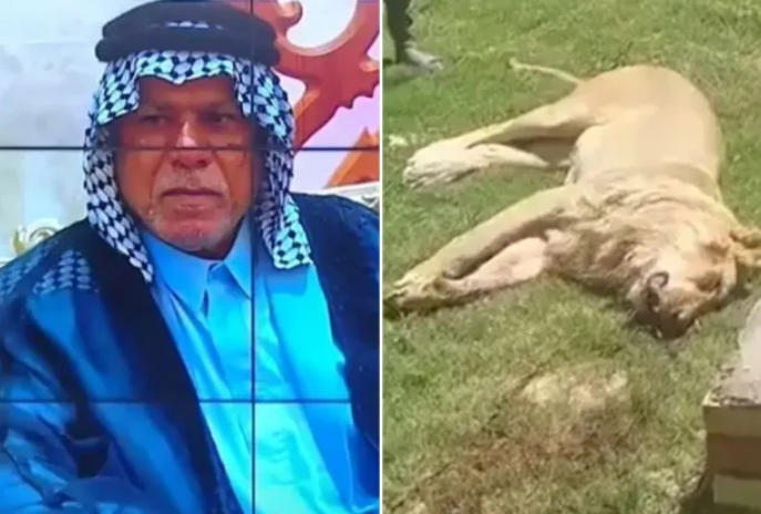 养狮子当宠物!他买回家没几天被活活咬死 尸体剩一半