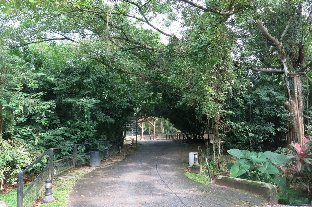 动物园倒树压伤女官员 太平市会采取行修砍危树