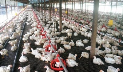 南非家禽公司破产  鸡断粮互啄残食 35万只惨遭安乐死