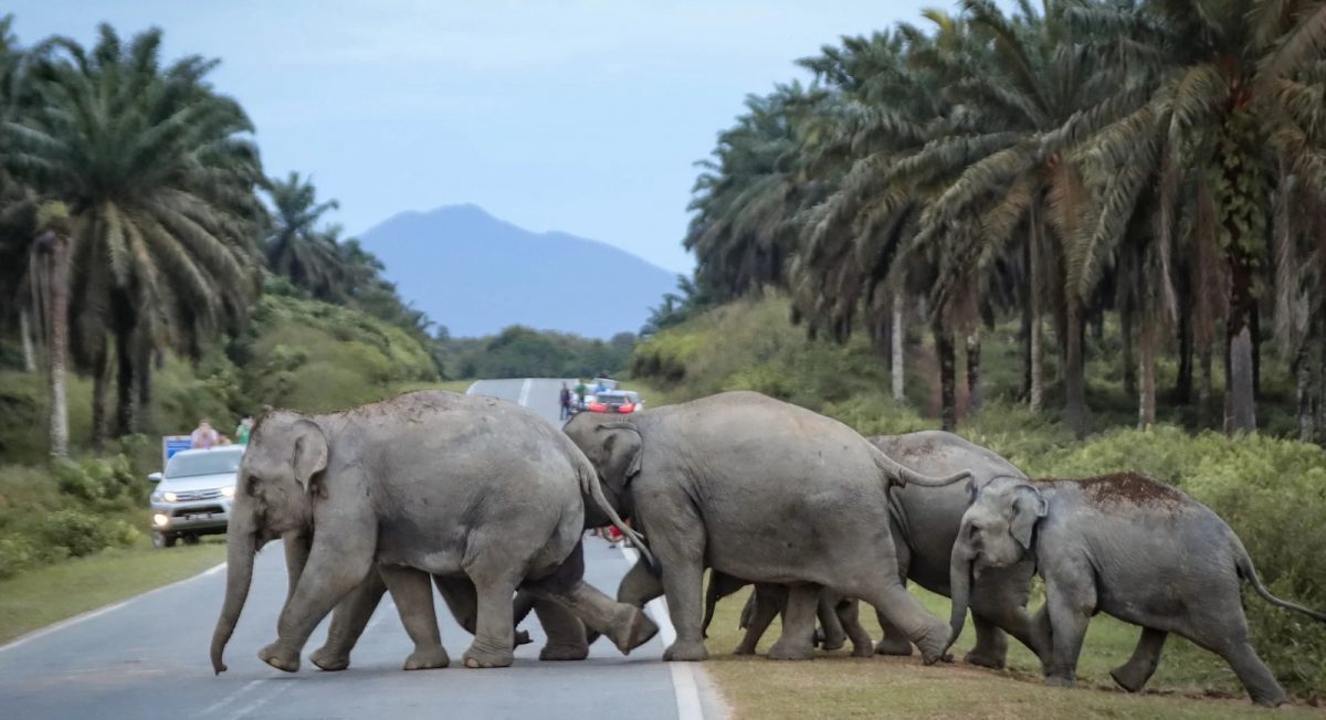 **即时国内**国：聂纳兹米：4年6万多宗投诉  ​人类与野生动物冲突课题迫切