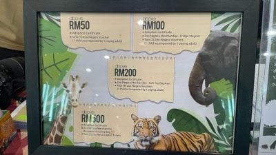 国家动物园大熊猫领养计划 开放至今日下午3时截止