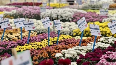 国际花企齐聚金马仑花展  何子扬：冀政府打造永续农业