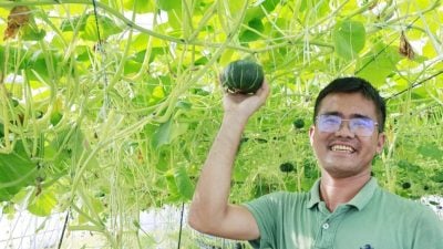 可亲手种植烹烤食用    Fresh In The City都市农耕乐