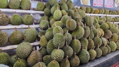 价高选择少 饕客照买单  榴梿 再贵也要吃  