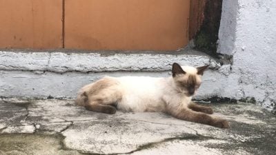 乌雪市议会等联举领养会   22街猫有家了