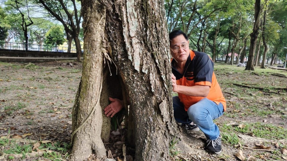 蝴蝶公园危树暗藏杀机