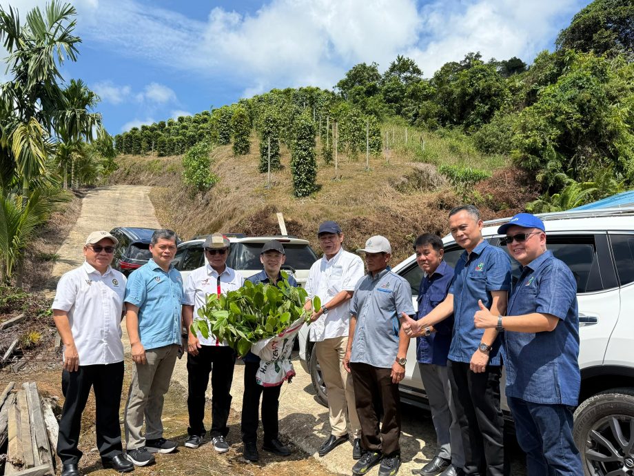 大马胡椒出口额增长24% 陈泓缣：广受日韩中欧市场欢迎