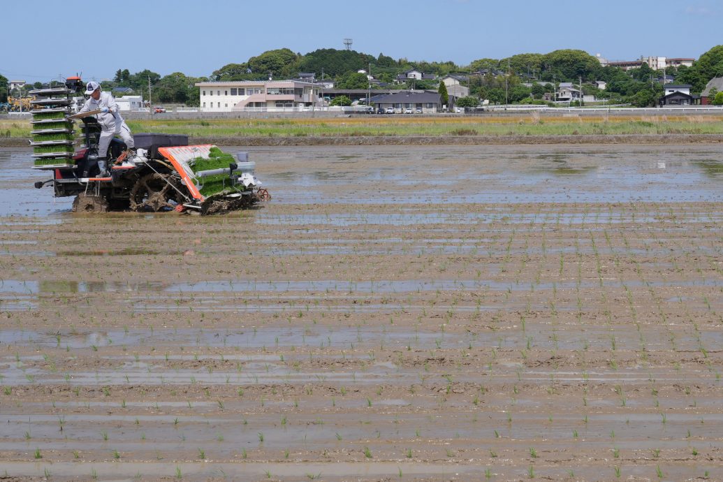 专家揭米荒根本原因 “日农业体系存制度性缺陷” 