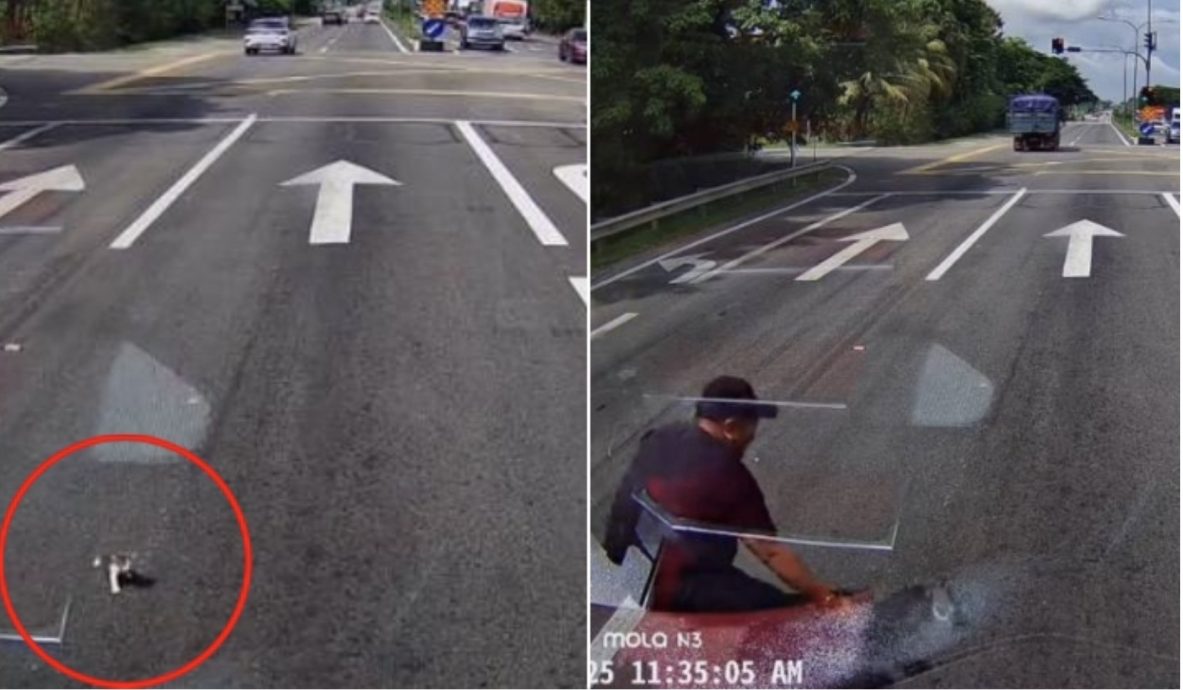 小猫误闯车流命悬一线 他出手打救网封“真正人民英雄!”