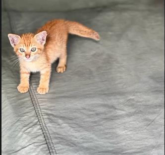 小猫遭杀害，凶手竟是5至11岁幼童