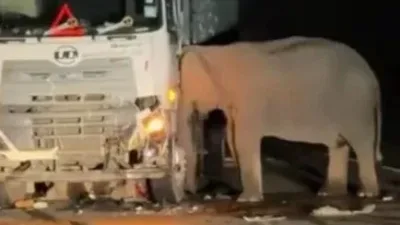 宜力警方：撞毙小公象现场大雾 司机没疏忽