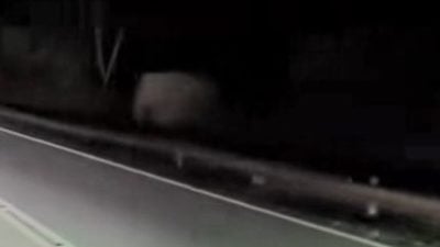 小象被撞毙 | 疑似母象回到现场  路旁站着似悼念