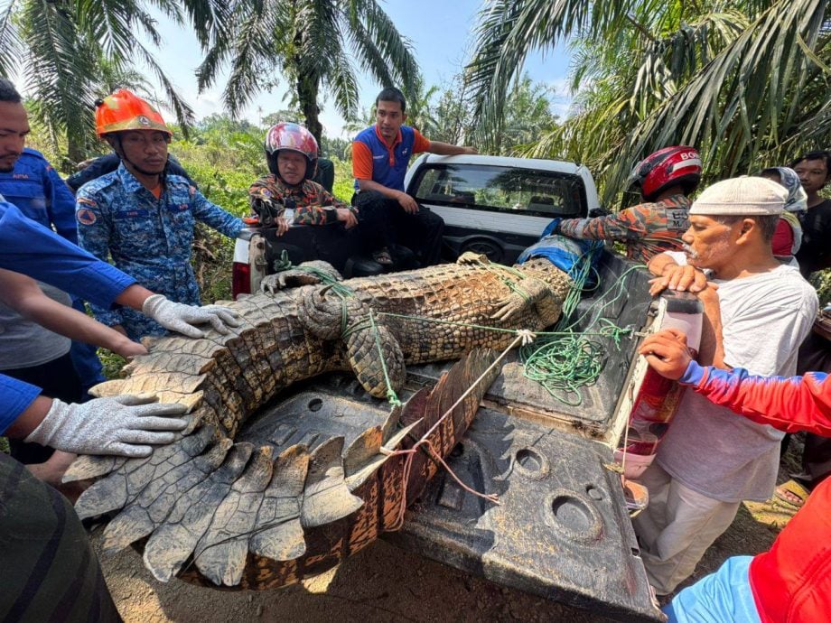 已签发 全国:峇株菜园惊现4.5公尺长逾400公斤大鳄鱼 遭擒交野生动物局处理