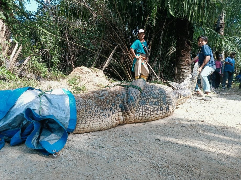 已签发 全国:峇株菜园惊现4.5公尺长逾400公斤大鳄鱼 遭擒交野生动物局处理