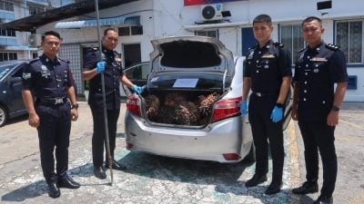棕果屡失窃农民追踪 报警抓华青起贼赃