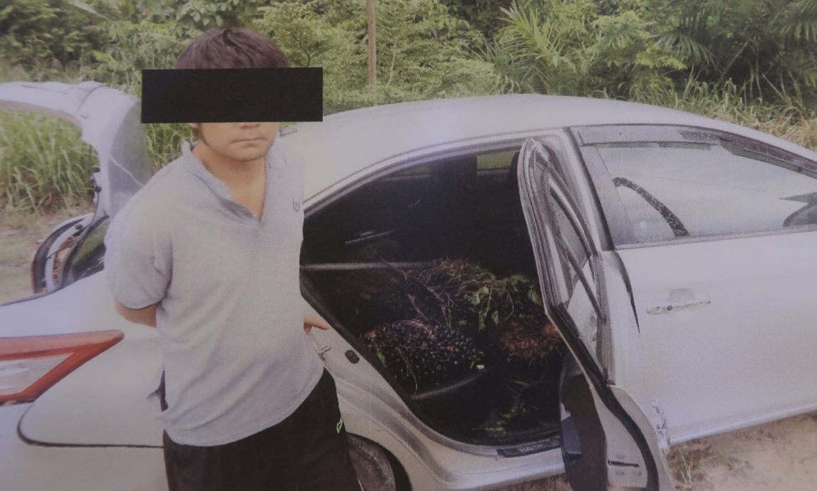 已签发 柔︰版头之一:棕果屡失窃农民追踪,报警抓华青起贼赃