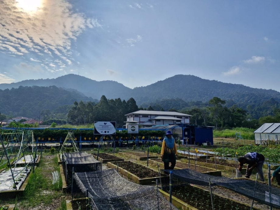 特稿：南峇山脚下的社区菜园  种出和谐的甘榜风情
