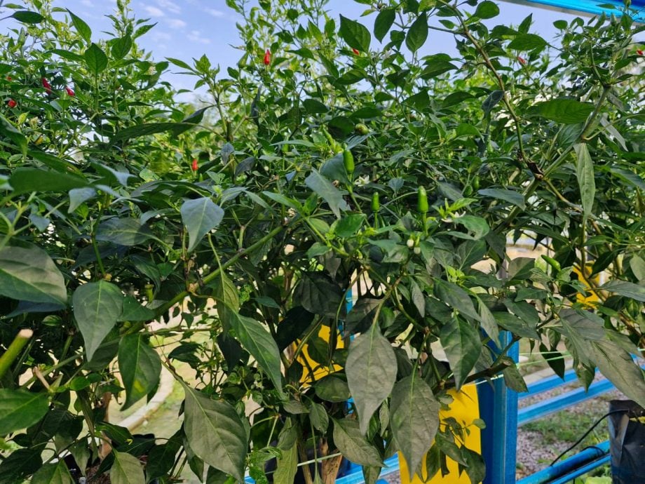特稿：南峇山脚下的社区菜园  种出和谐的甘榜风情