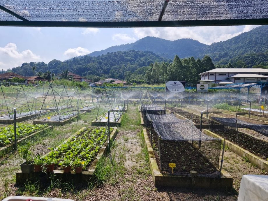  特稿：南峇山脚下的社区菜园  种出和谐的甘榜风情